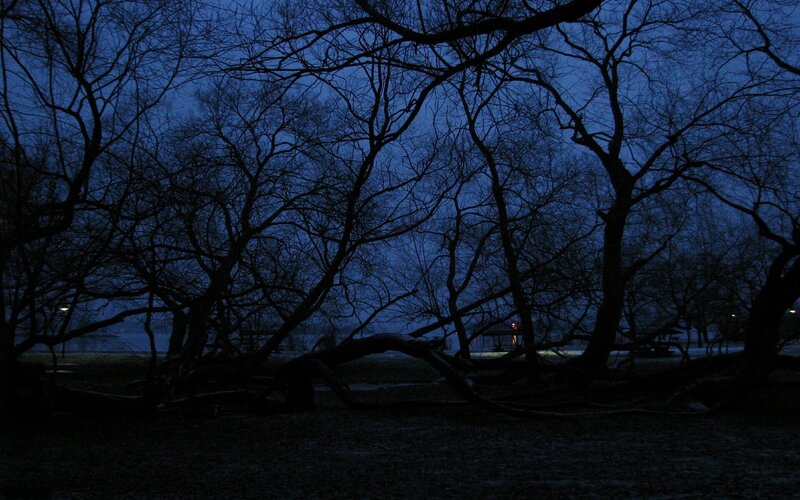 Silhouetted trees at dusk