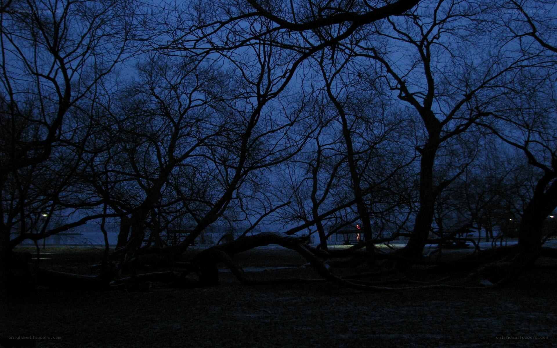 Silhouetted trees at dusk