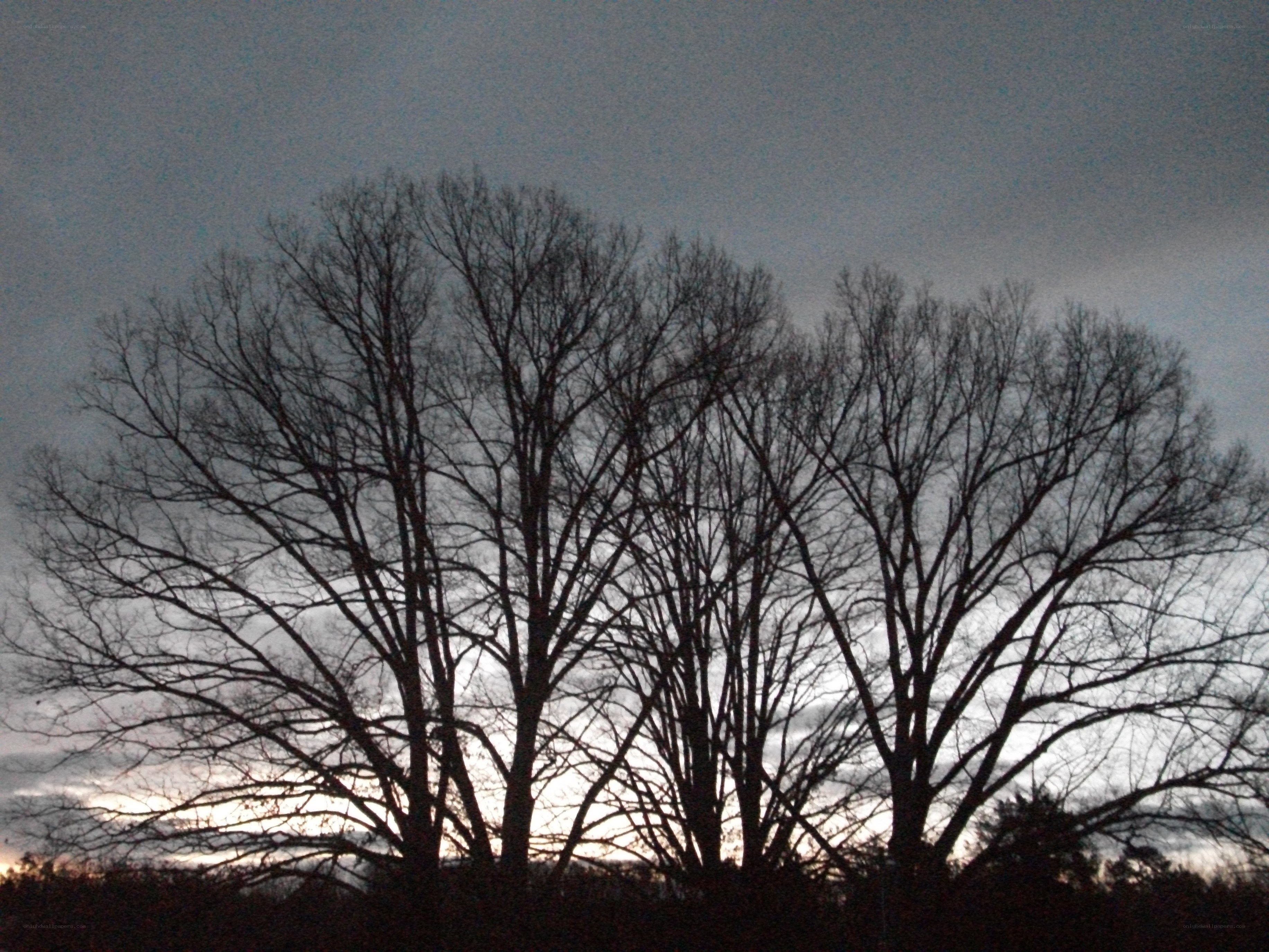 silhouetted trees at dusk