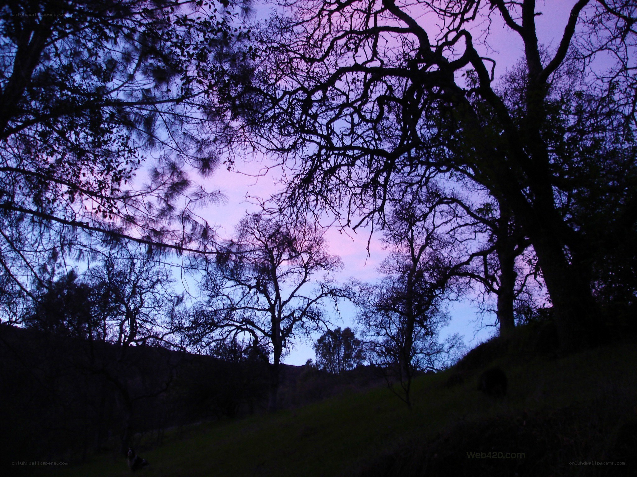 Silhouetted trees at dusk