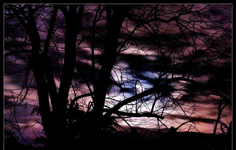 Silhouetted trees at dusk