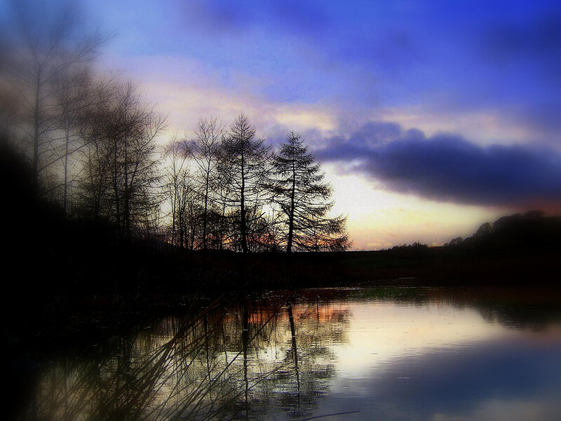 Silhouetted trees at dusk