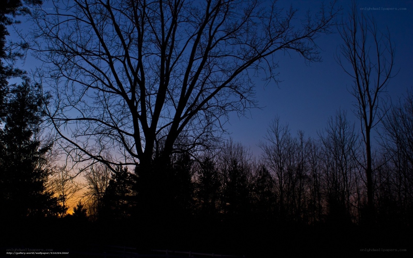 Silhouetted trees at dusk
