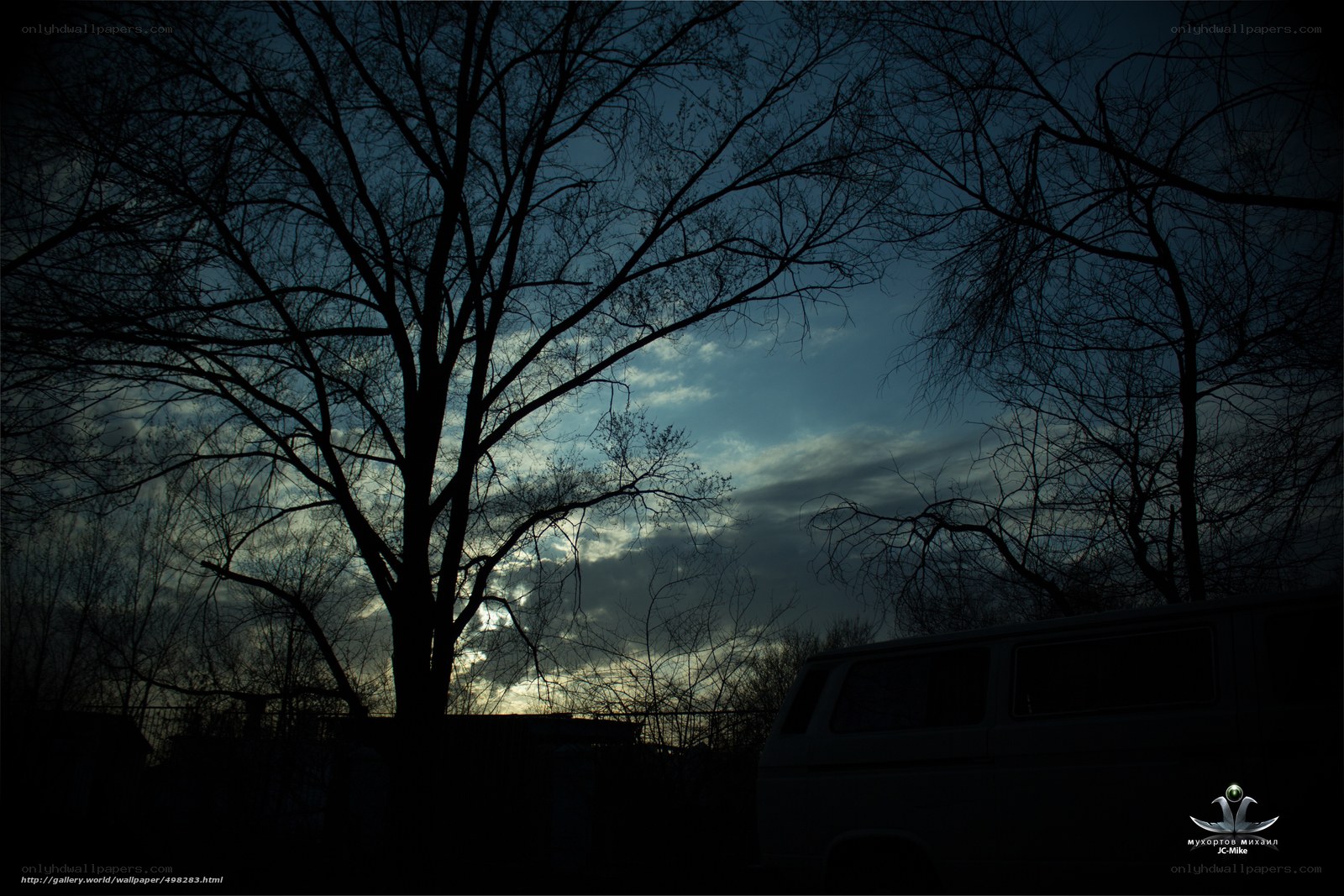 Silhouetted trees at dusk
