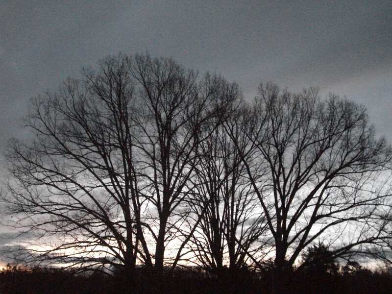 Silhouetted Trees at Dusk — Black, Dramatic, Sunset, Photograph, Sky, Horizon