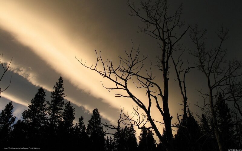 Silhouetted Trees at Dusk — Black, Dramatic, Sunset, Photograph