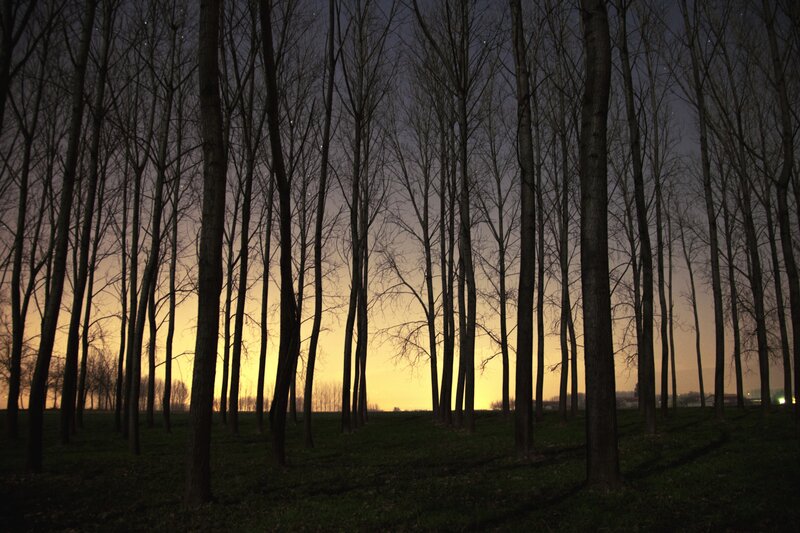 Silhouetted Trees at Dusk — Black, Serene