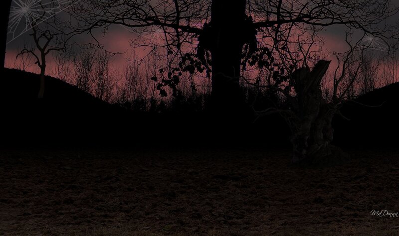 Silhouetted Trees at Dusk — Black