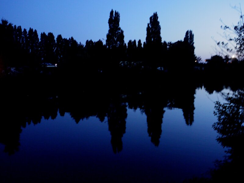 Silhouetted Trees at Dusk — Blue, Calm, Night