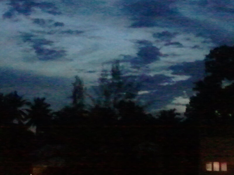 Silhouetted Trees at Dusk — Blue, Dark