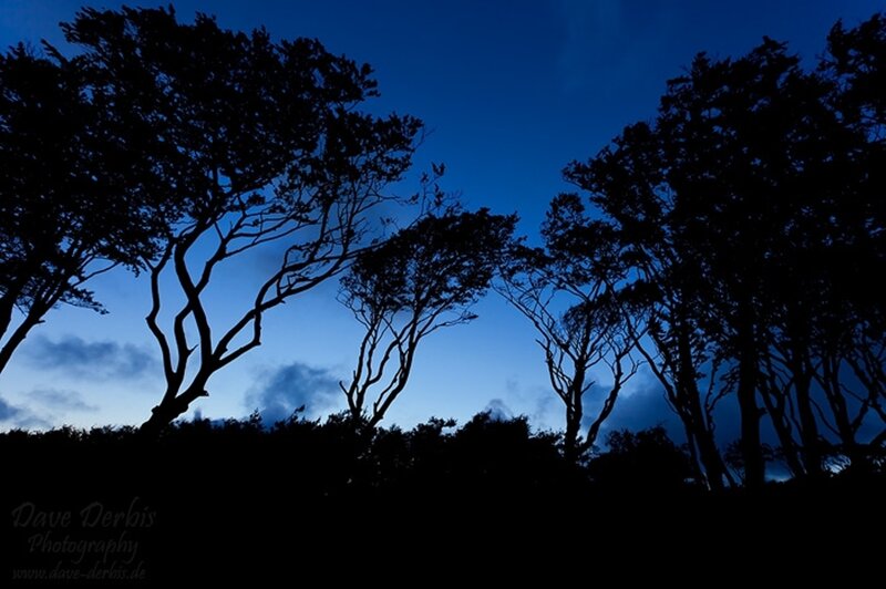 Silhouetted Trees at Dusk — Blue, Dramatic, Night, Photograph, Sky, Clouds