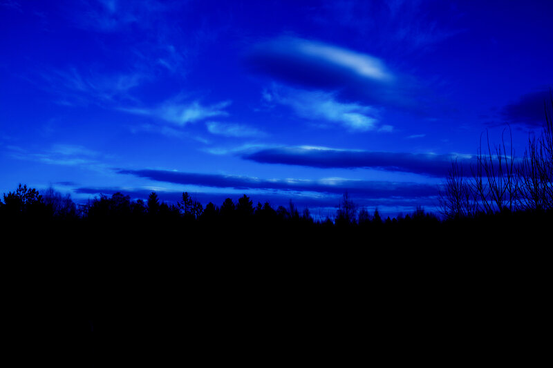 Silhouetted Trees at Dusk — Blue, Dramatic, Night, Photograph, Sky