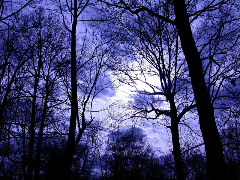 Silhouetted Trees at Dusk — Blue, Dramatic, Night, Photograph