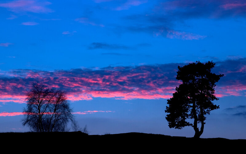 Silhouetted Trees at Dusk — Blue, Dramatic, Sunset, Photograph, Clouds