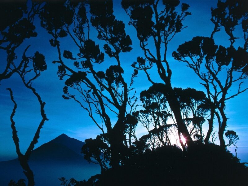 Silhouetted Trees at Dusk — Blue, Dramatic, Sunset, Photograph, Mountain