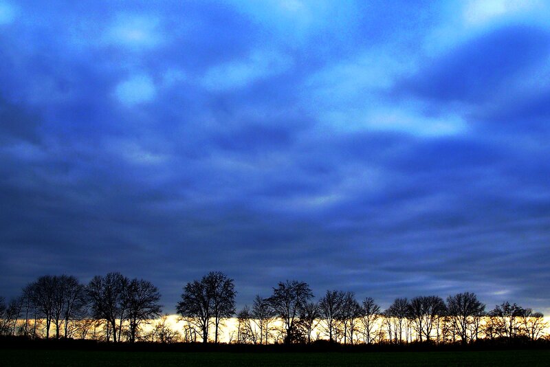 Silhouetted Trees at Dusk — Blue, Dramatic, Sunset, Photograph, Sky, Field