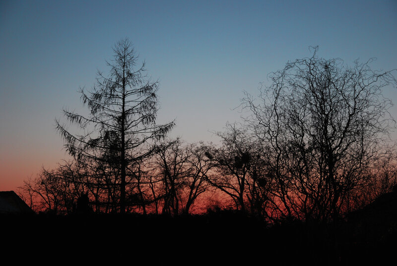 Silhouetted Trees at Dusk — Blue, Dramatic, Sunset, Photograph, Sky, Horizon