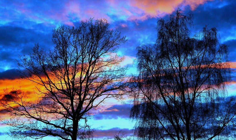 Silhouetted Trees at Dusk — Blue, Dramatic, Sunset, Photograph, Sky