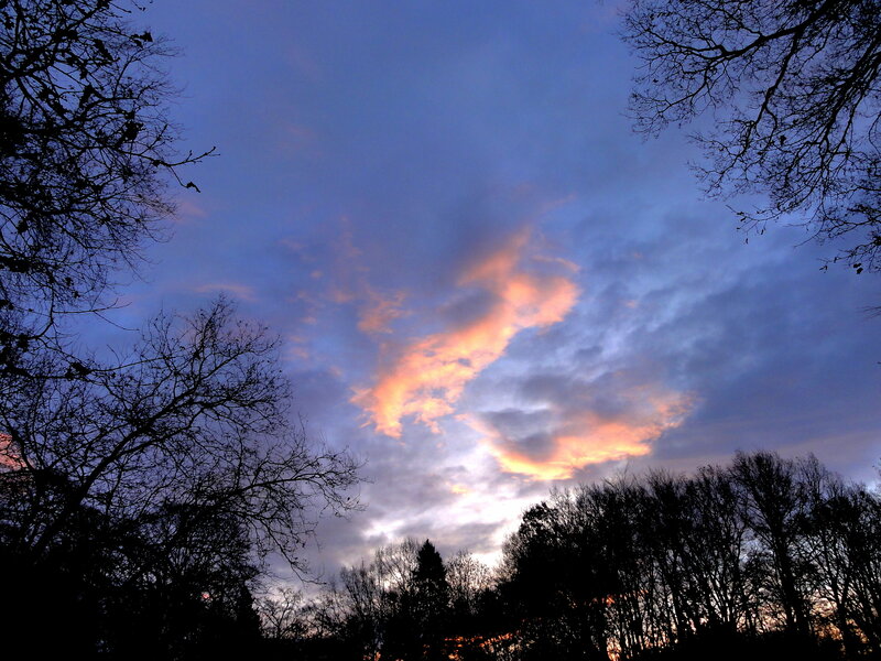 Silhouetted Trees at Dusk — Blue, Dramatic, Sunset
