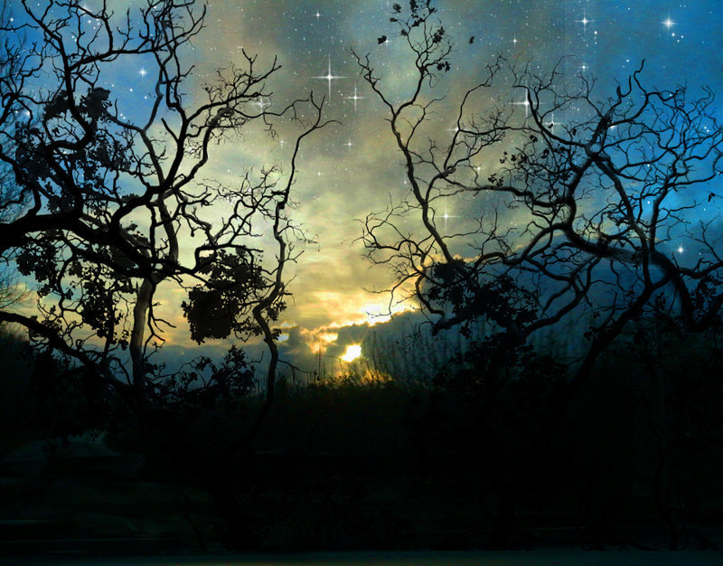 Silhouetted Trees at Dusk — Blue, Dramatic