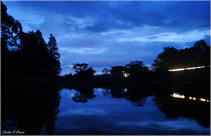 Silhouetted Trees at Dusk — Blue, Serene, Night