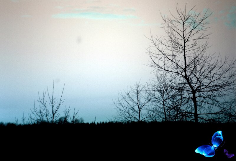 Silhouetted Trees at Dusk — Blue, Serene, Sunset, Photograph, Bare Branches