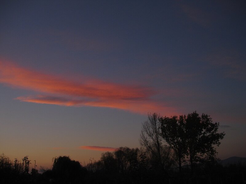 Silhouetted Trees at Dusk — Blue, Serene, Sunset, Photograph, Clouds
