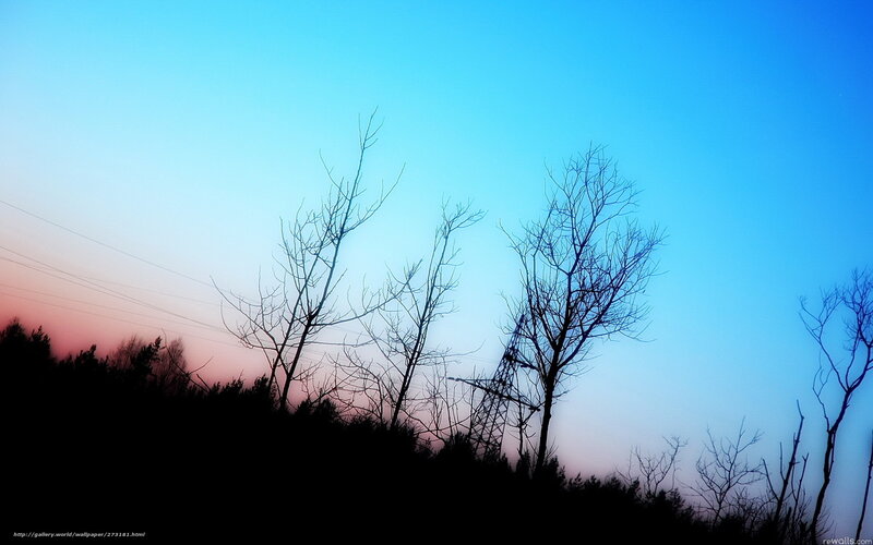 Silhouetted Trees at Dusk — Blue, Serene, Sunset, Photograph, Power Lines, Sky
