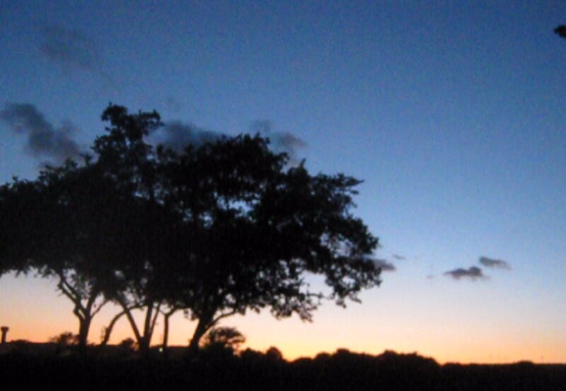 Silhouetted Trees at Dusk — Blue, Serene, Sunset, Photograph, Sky, Clouds, Horizon