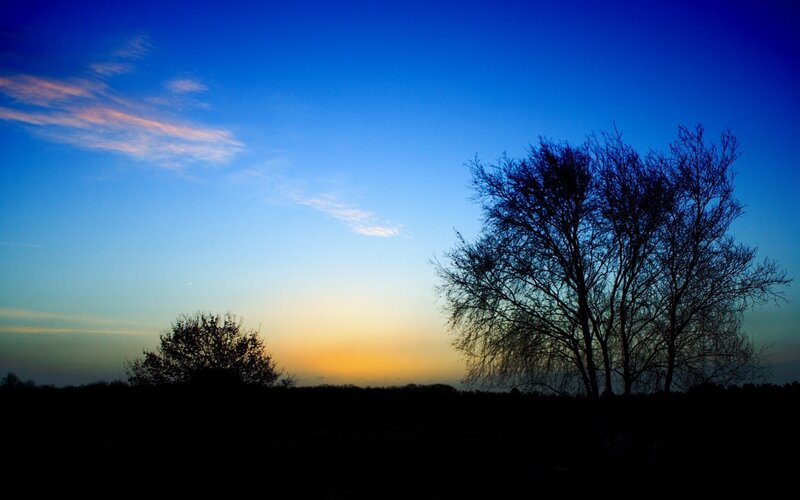 Silhouetted Trees at Dusk — Blue, Serene, Sunset, Photograph, Sky, Clouds, Horizon, Yellow