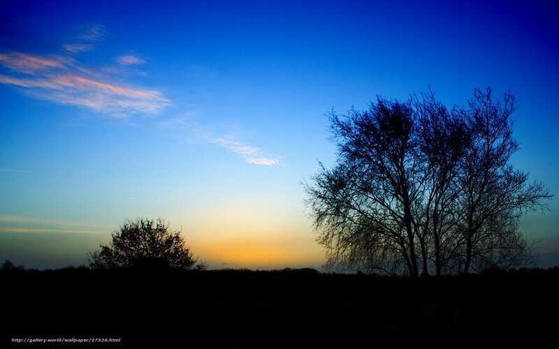 Silhouetted Trees at Dusk — Blue, Serene, Sunset, Photograph, Sky