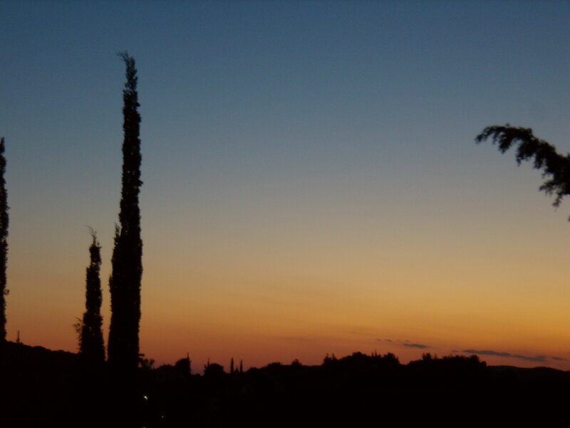Silhouetted Trees at Dusk — Blue, Serene, Sunset, Photograph
