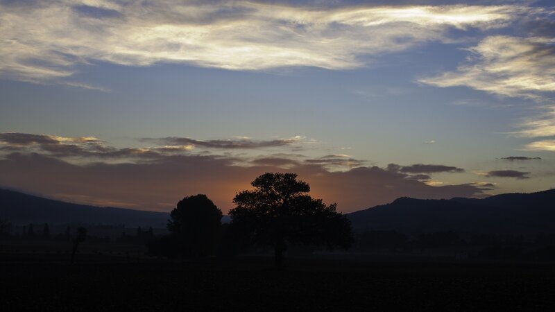 Silhouetted Trees at Dusk — Blue, Serene, Sunset