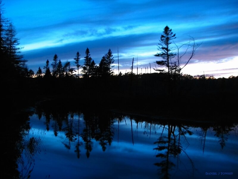 Silhouetted Trees at Dusk — Blue, Serene