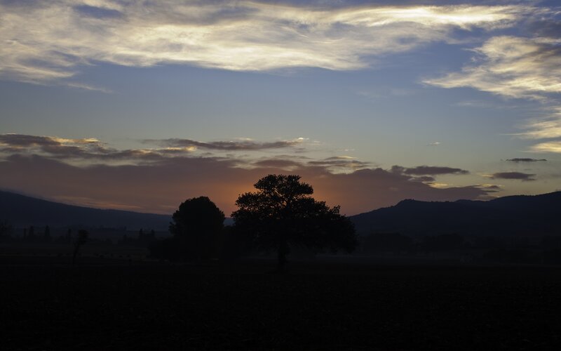 Silhouetted Trees at Dusk — Blue