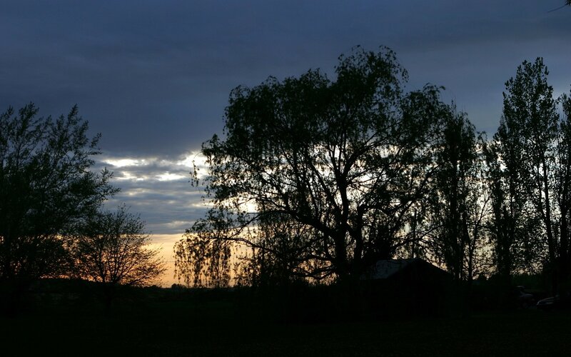 Silhouetted Trees at Dusk — Dark Blue