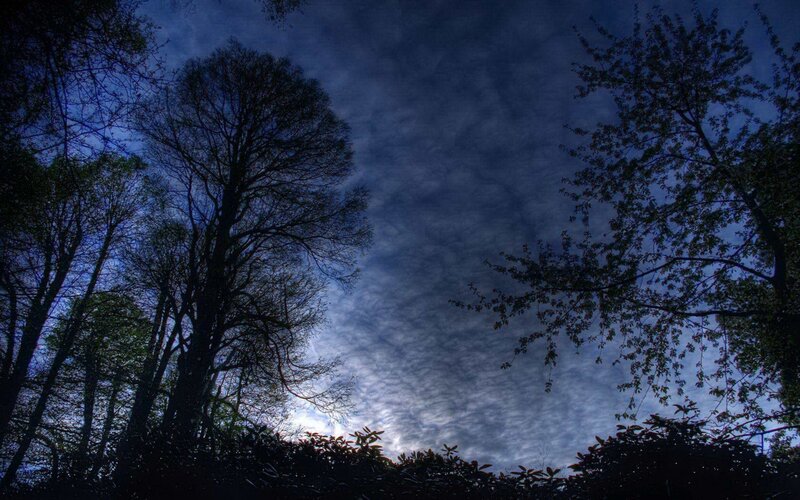 Silhouetted Trees at Dusk — Dramatic