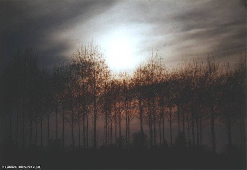 Silhouetted Trees at Dusk — Gray, Dramatic, Sunset