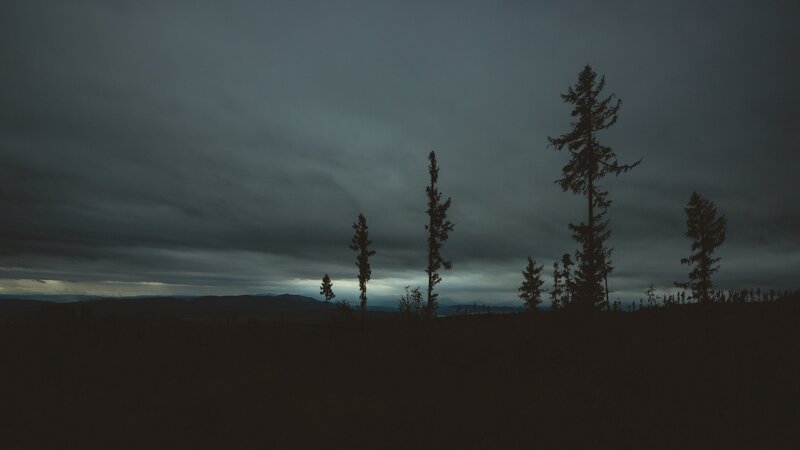 Silhouetted Trees at Dusk — Gray, Dramatic