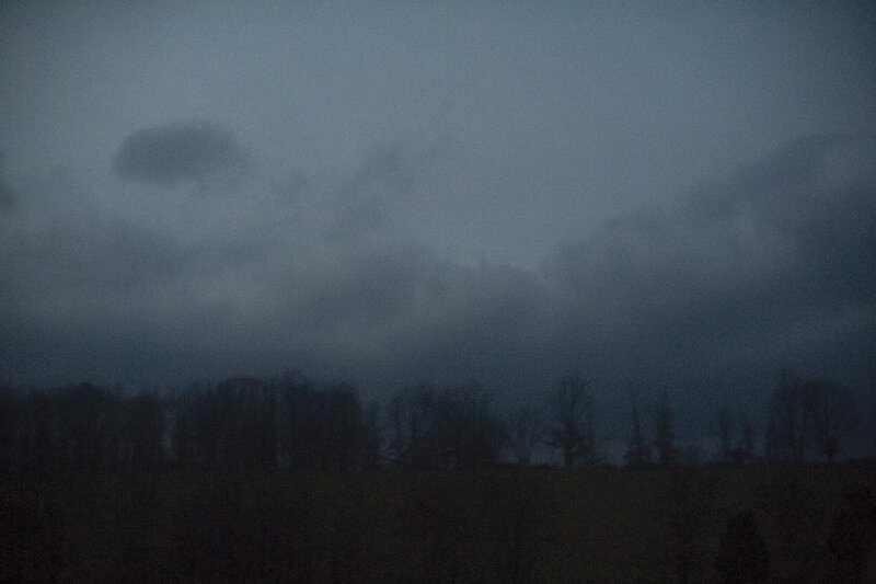 Silhouetted Trees at Dusk — Gray, Gloomy