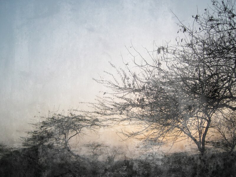 Silhouetted Trees at Dusk — Gray, Somber