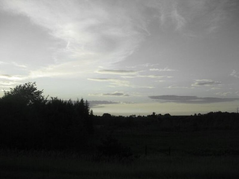 Silhouetted Trees at Dusk — Gray