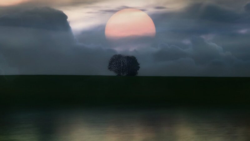 Silhouetted Trees at Dusk — Green