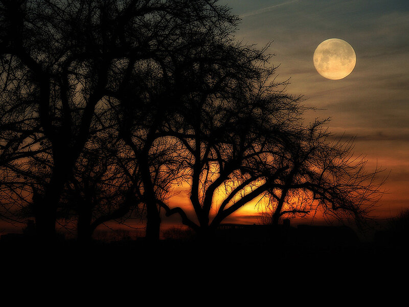 Silhouetted Trees at Dusk — Orange, Dramatic, Sunset, Photograph, Moon