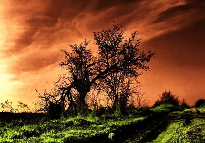 Silhouetted Trees at Dusk — Orange, Dramatic, Sunset, Photograph, Sky, Grass