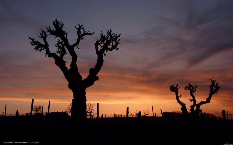 Silhouetted Trees at Dusk — Orange, Dramatic, Sunset, Photograph, Sky