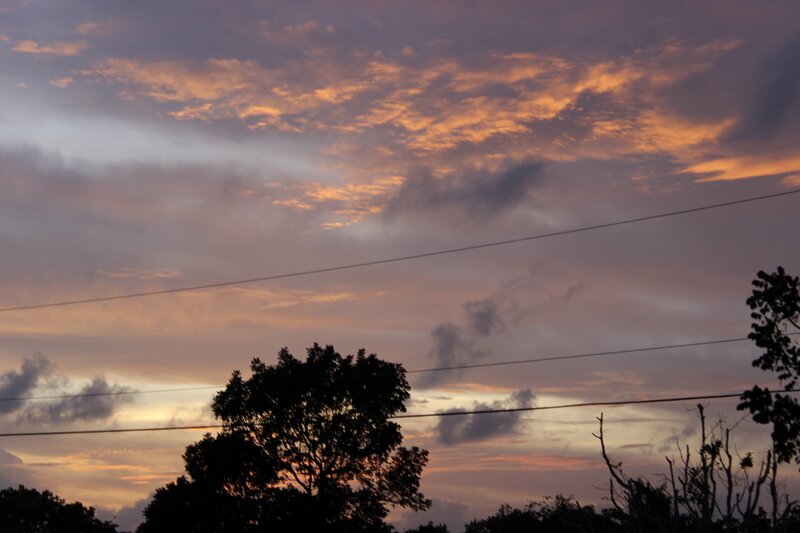 Silhouetted Trees at Dusk — Orange, Dramatic, Sunset
