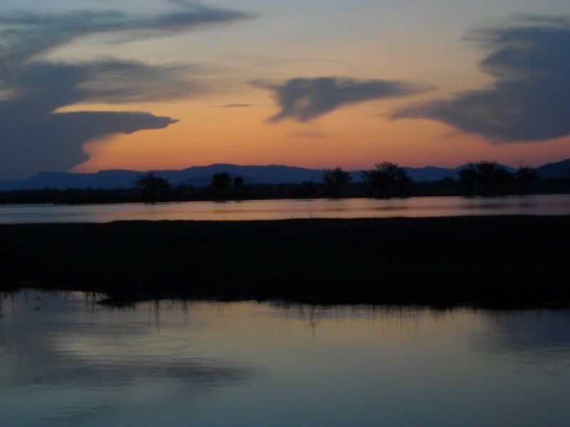 Silhouetted Trees at Dusk — Orange