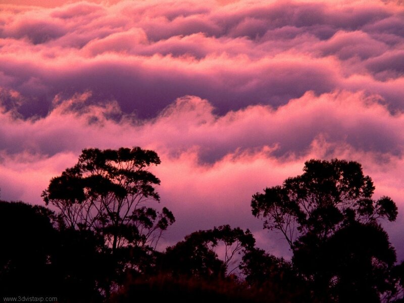 Silhouetted Trees at Dusk — Pink, Dramatic, Sunset, Photograph