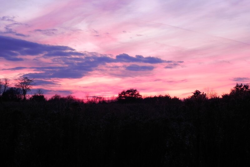 Silhouetted Trees at Dusk — Pink, Dramatic